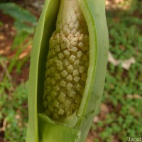 Alocasia macrorrhizos (L.) G.Don
